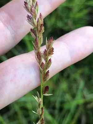 Long-spike tridens(Tridens strictus)