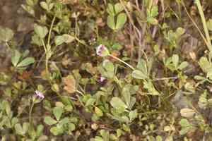 Rancheria clover(Trifolium albopurpureum)