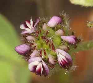 Rancheria clover(Trifolium albopurpureum)