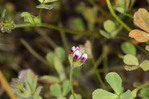 Rancheria clover(Trifolium albopurpureum)