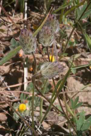 Rancheria clover(Trifolium albopurpureum)