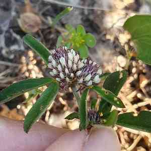 Twin-headed clover(Trifolium bocconei)
