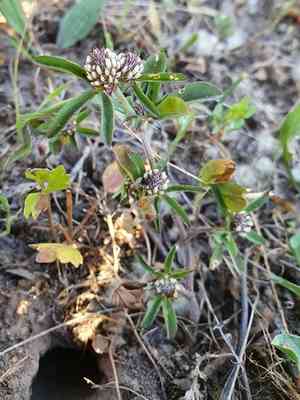 Twin-headed clover(Trifolium bocconei)