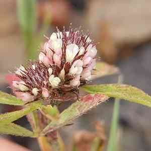 Twin-headed clover(Trifolium bocconei)