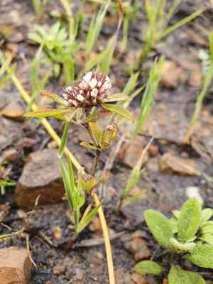 Twin-headed clover(Trifolium bocconei)
