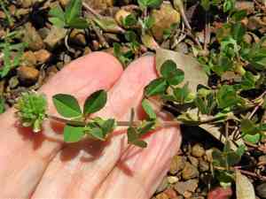 Carolina clover(Trifolium carolinianum)