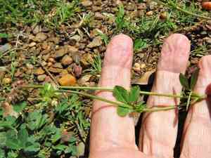 Carolina clover(Trifolium carolinianum)