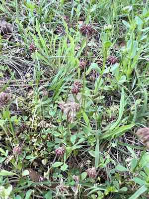 Carolina clover(Trifolium carolinianum)