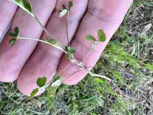 Carolina clover(Trifolium carolinianum)