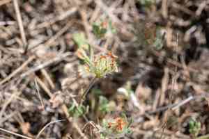 Cupped clover(Trifolium cherleri)