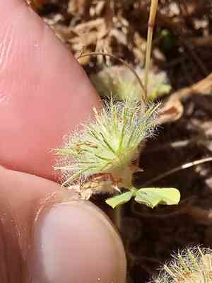 Cupped clover(Trifolium cherleri)