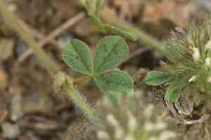 Cupped clover(Trifolium cherleri)