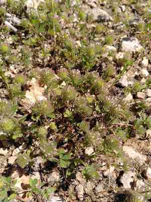 Cupped clover(Trifolium cherleri)
