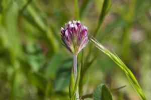 Branched indian clover(Trifolium dichotomum)