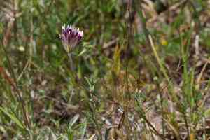 Branched indian clover(Trifolium dichotomum)