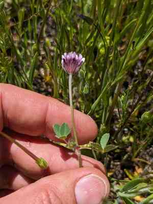Branched indian clover(Trifolium dichotomum)