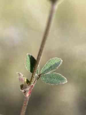 Branched indian clover(Trifolium dichotomum)