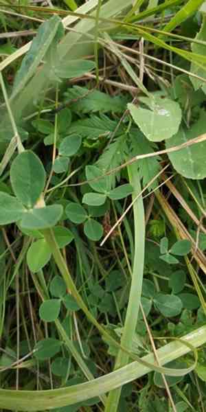 Strawberry clover(Trifolium fragiferum)