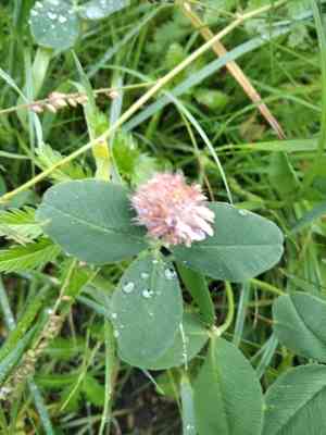 Strawberry clover(Trifolium fragiferum)