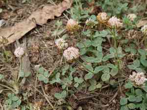 Strawberry clover(Trifolium fragiferum)
