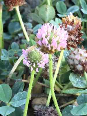 Strawberry clover(Trifolium fragiferum)
