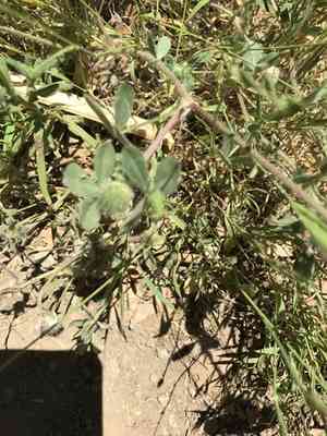 Rose clover(Trifolium hirtum)
