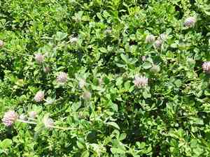 Rose clover(Trifolium hirtum)