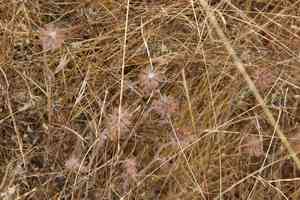 Rose clover(Trifolium hirtum)