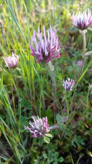 Rose clover(Trifolium hirtum)