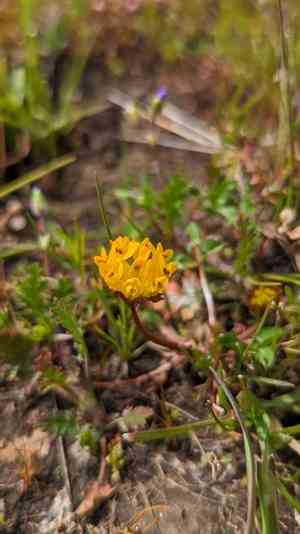 Jim's clover(Trifolium jokerstii)
