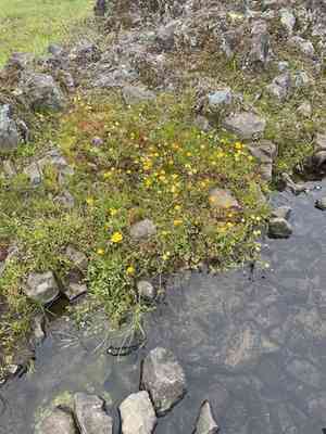 Jim's clover(Trifolium jokerstii)