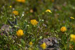 Jim's clover(Trifolium jokerstii)