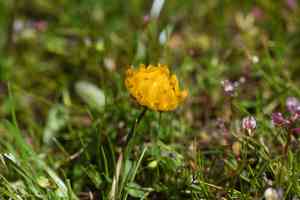 Jim's clover(Trifolium jokerstii)