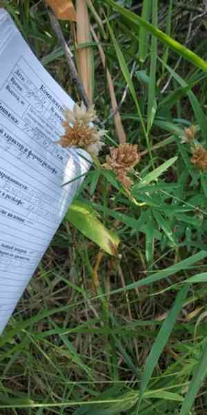 Lupine clover(Trifolium lupinaster)