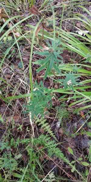 Lupine clover(Trifolium lupinaster)