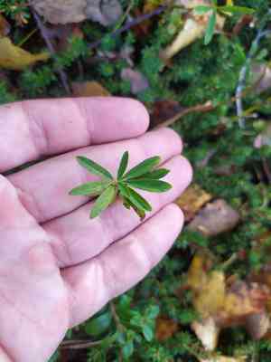 Lupine clover(Trifolium lupinaster)