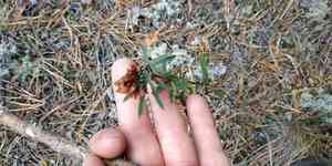 Lupine clover(Trifolium lupinaster)