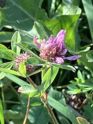 Zig-zag clover(Trifolium medium)