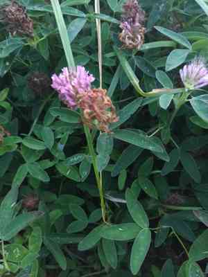 Zig-zag clover(Trifolium medium)