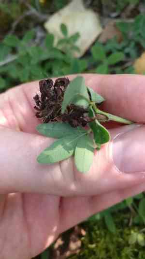 Zig-zag clover(Trifolium medium)