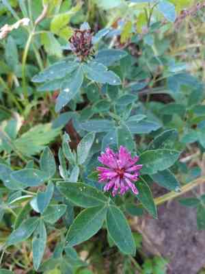 Zig-zag clover(Trifolium medium)