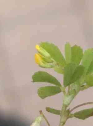 Lesser suckling clover(Trifolium micranthum)