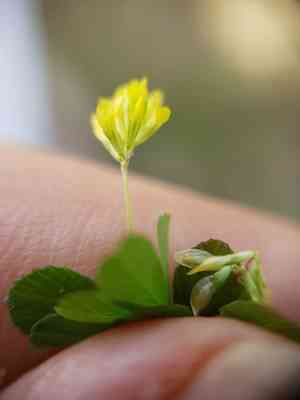 Lesser suckling clover(Trifolium micranthum)