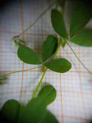 Lesser suckling clover(Trifolium micranthum)