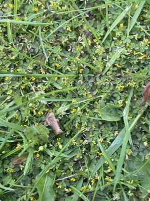 Lesser suckling clover(Trifolium micranthum)