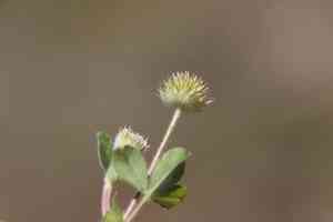 Small-head clover(Trifolium microcephalum)