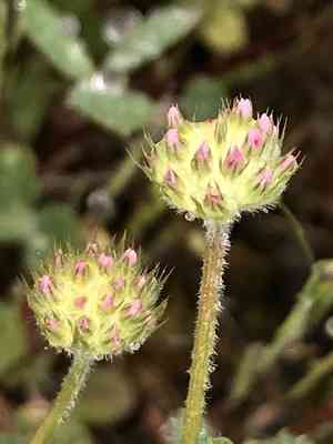 Small-head clover(Trifolium microcephalum)