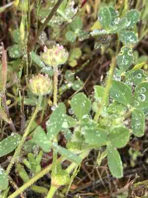 Small-head clover(Trifolium microcephalum)