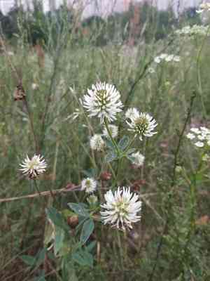 Mountain carpet clover(Trifolium montanum)