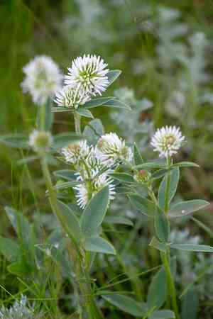 Mountain carpet clover(Trifolium montanum)
